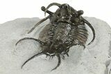 Spiny Ceratarges Trilobite - Zireg, Morocco #350522-5